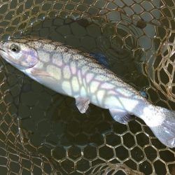 ルアーでチャレンジ 大安トラウトレイク